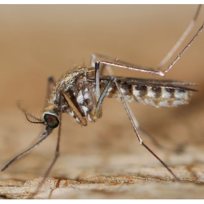 "Атлас комаров" или распространение комаров в Германии