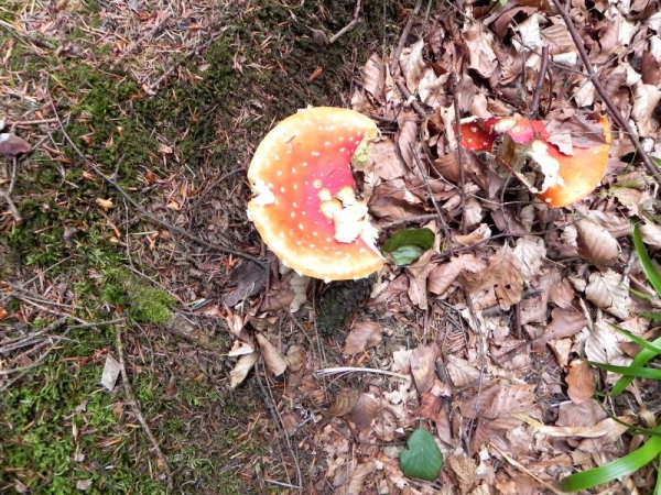 DSCN1465.JPG