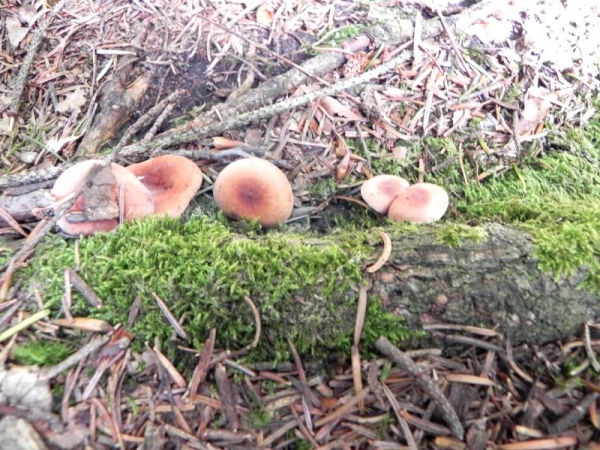 DSCN1486.JPG