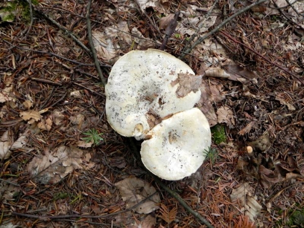 DSCN1468.JPG