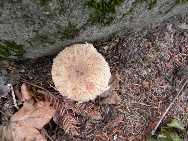 DSCN1474.JPG