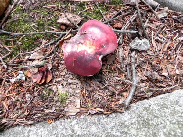 DSCN1478.JPG