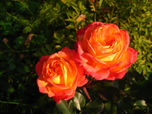 Солнечныый октябрьский денек 2011 032.jpg