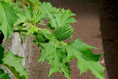IMG_0177.jpg