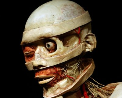 gunther_von_hagens_exhibition12.jpg