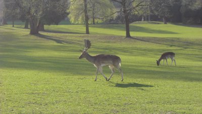 Schloss Herdringen, замок Herdringen  Arnsberg