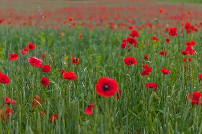 IMG_8904 копия.jpg