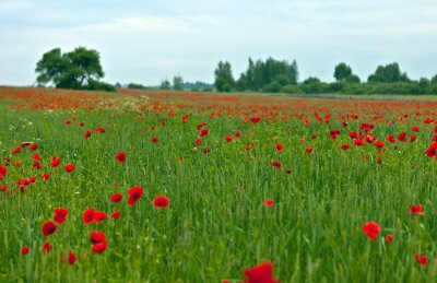 IMG_8905 копия.jpg