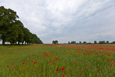 IMG_8907 копия.jpg