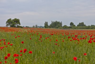 IMG_8906 копия.jpg