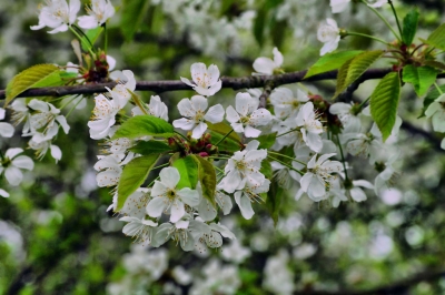 wald006_f.jpg