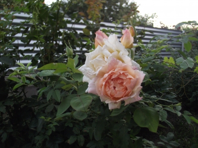 DSCF2049.JPG