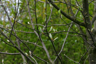 baum.jpg