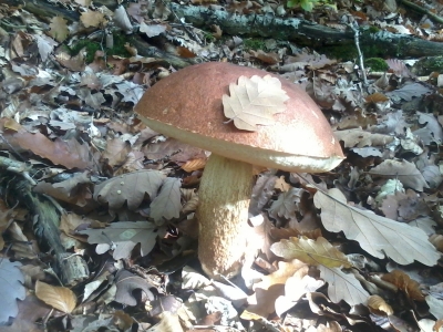 2013-10-19 12.41.14.jpg