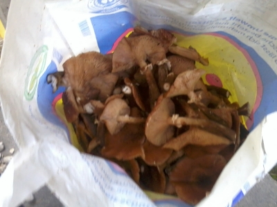 2013-10-19 14.43.48.jpg