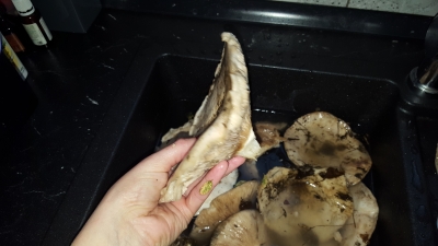 IMG-20161103-WA0013.jpeg